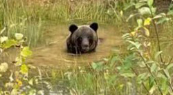 内モンゴルの原始林エリアで「熊出没注意」　水浴びの姿も