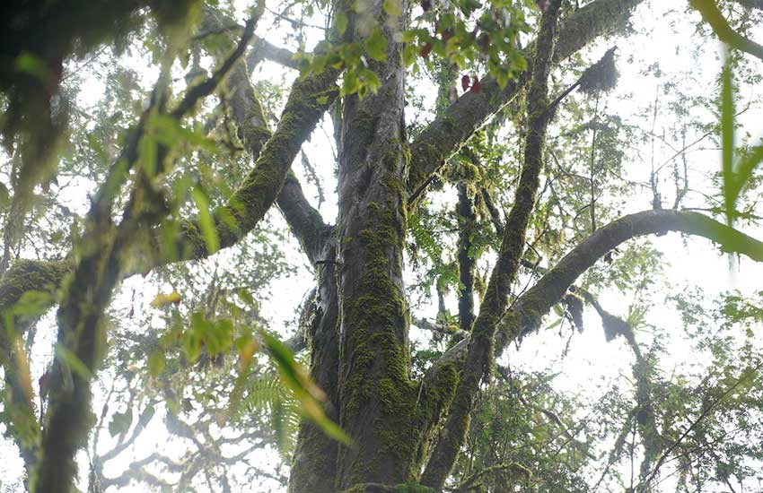 樹齢500年の野生のウンナンコウトウスギ発見　雲南省