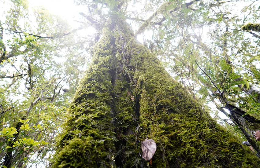 樹齢500年の野生のウンナンコウトウスギ発見　雲南省