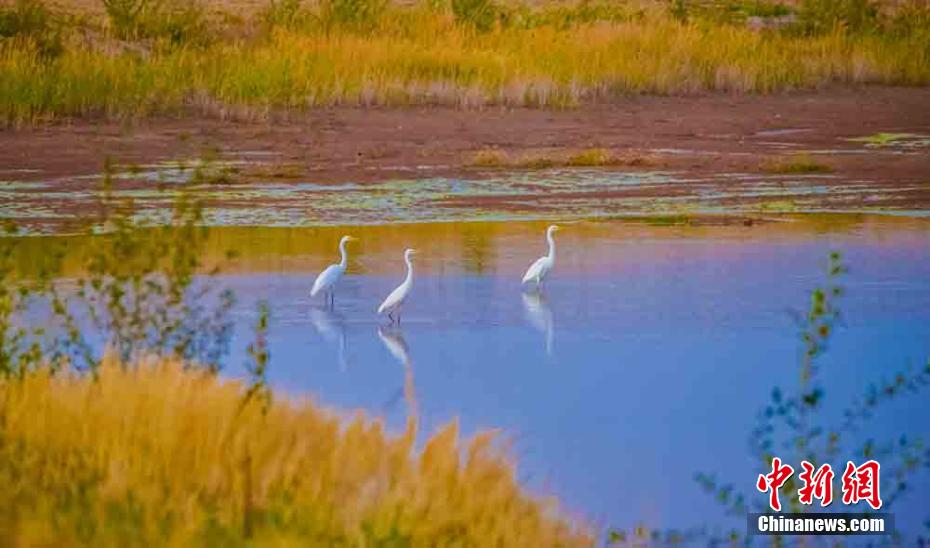 甘粛省敦煌大砂漠のもう一つの景観、鳴沙山麓を舞うシラサギ