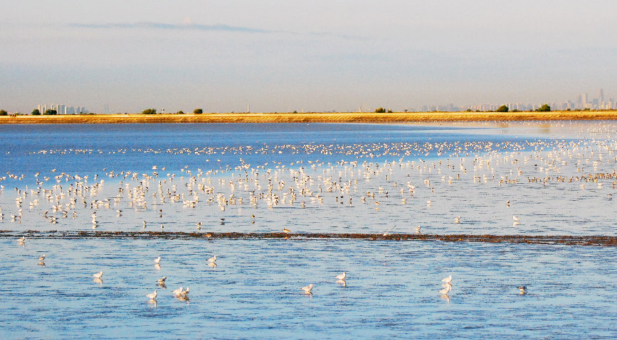 天津浜海の浅瀬は大集結した渡り鳥で「満員御礼」