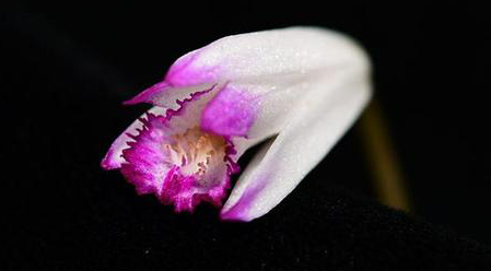 シラン属のBletilla sinensis (Rolfe) Schltrが122年ぶりに発見