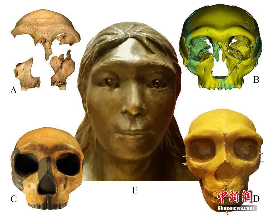 華龍洞6号の頭骨の復元像。A：華龍洞6号の化石、B：仮想復元頭骨、C：実体復元頭骨、D：塑像で復元した頭骨、E：復元像（資料提供・中国科学院古脊椎動物・古人類研究所）。
