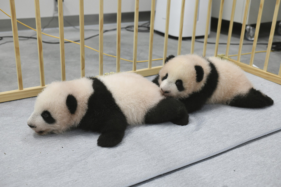 東京の上野動物園で誕生した雄と雌の双子の赤ちゃんパンダ（写真著作権はCFP視覚中国が所有のため転載禁止）。 
