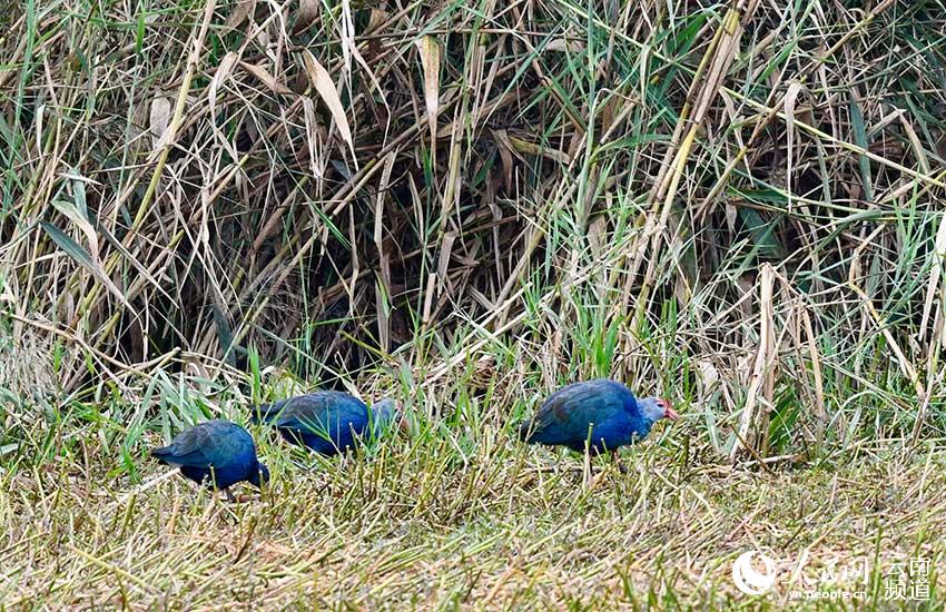 セイケイの群れを昆明の滇池流域で確認　雲南省