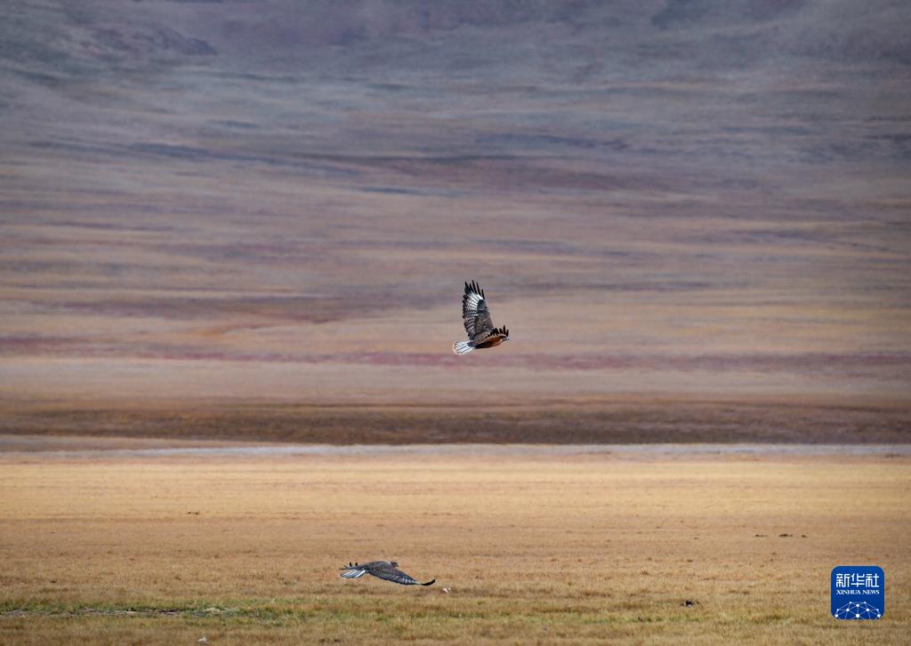 9月25日、羌塘国家級自然保護区で、空を舞う鷹（撮影・普美多吉）。