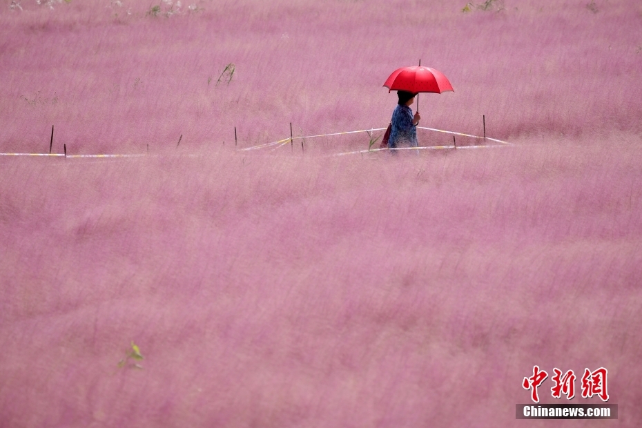ピンクミューリーグラスが描く淡いパステル画の世界　江蘇省南京市
