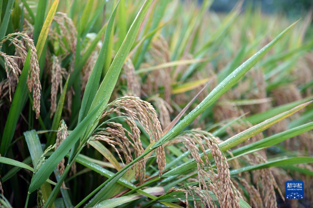 17日に生産量測定の現場で撮影された、収穫を待つ稲。撮影・新華社記者 陳振海
