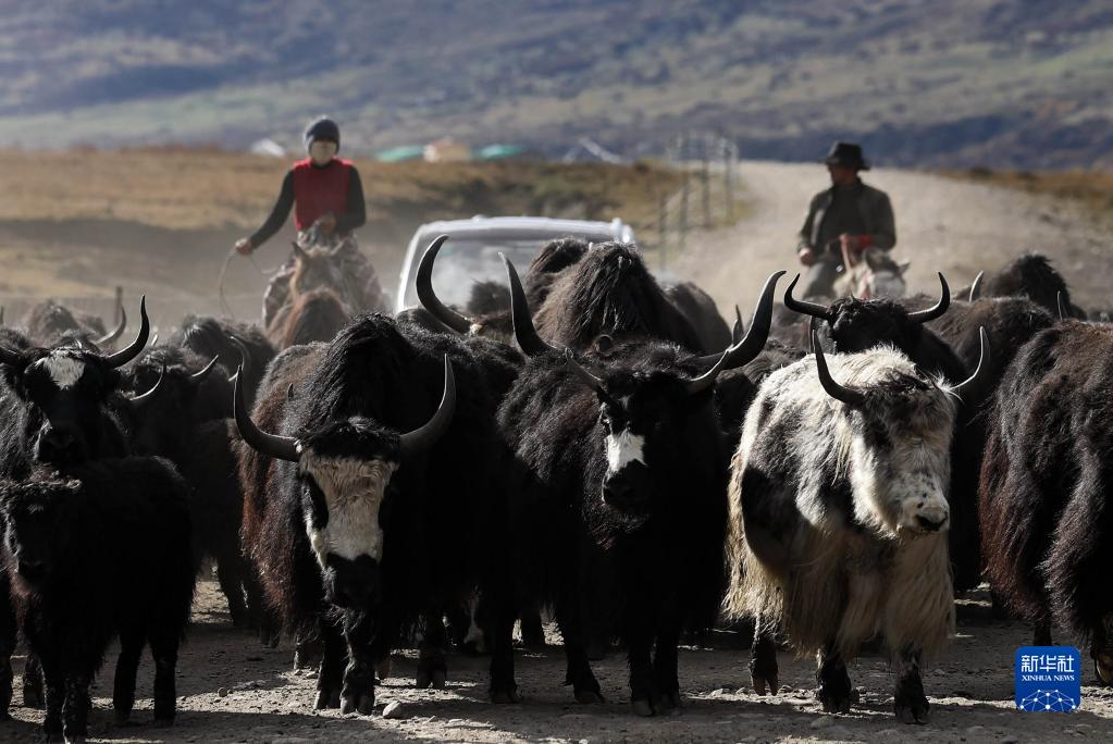 冬牧場へ移動する四川省紅原県阿木郷卡口村のチベット族の牧畜民である澤仁三周さんが所有する牛や羊（10月16日撮影・江宏景）。