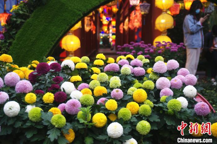 艶やかな虹色の菊の花展示　河南省開封で菊の花文化フェスティバル