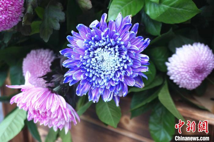 艶やかな虹色の菊の花展示　河南省開封で菊の花文化フェスティバル