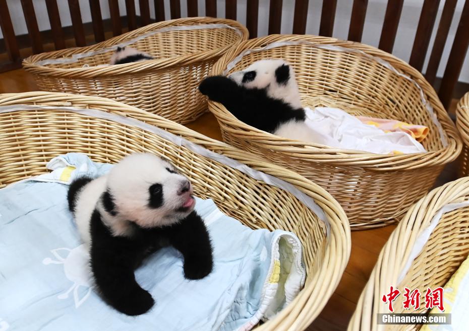 赤ちゃんパンダの飼育室を訪ねて　四川省