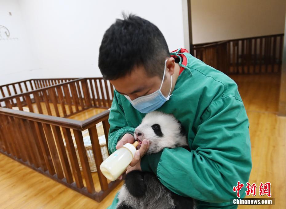 赤ちゃんパンダにミルクを与える飼育員（撮影・安源）。