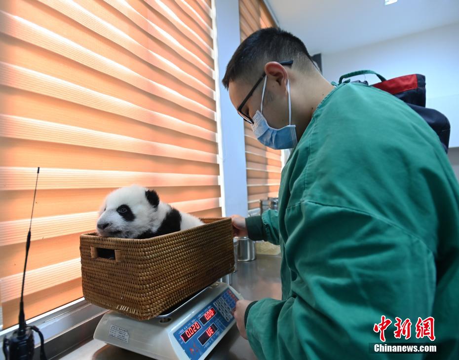 赤ちゃんパンダの飼育室を訪ねて　四川省