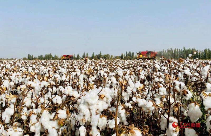 収穫シーズン迎えた綿花が満開に　新疆