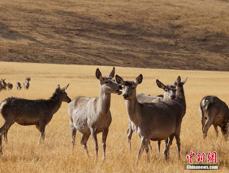 東チベットの「精霊」と呼ばれる中国国家二級保護動物のアカシカ