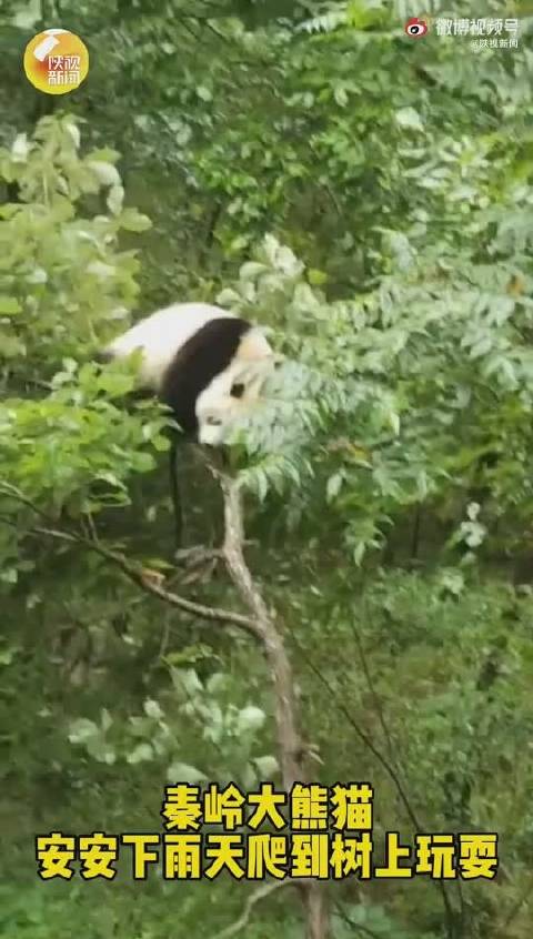 木登りパンダを襲った「不測の事態」とは？　陝西省