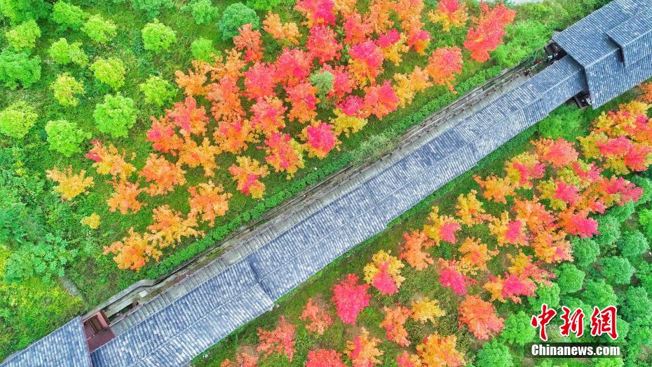 秋深まり美しい紅葉広がる湖北省の恩施大峡谷