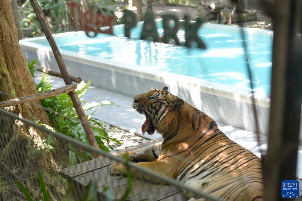10月27日、タイのタイガーパークパタヤで飼育されているトラ。