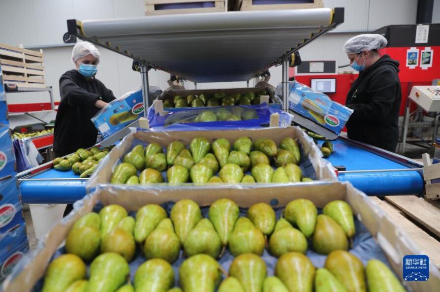 ベルギーの赤い洋梨が中国輸入博に「熱視線」
