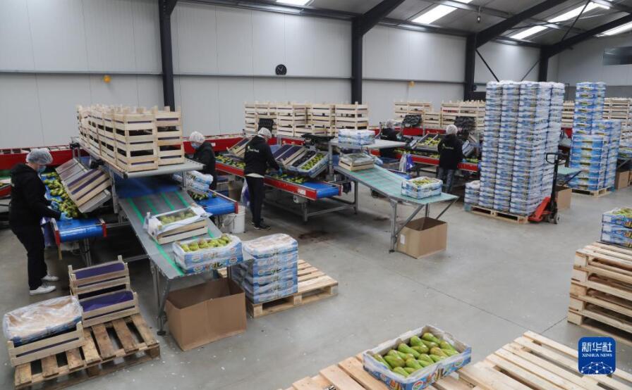 ベルギーの赤い洋梨が中国輸入博に「熱視線」