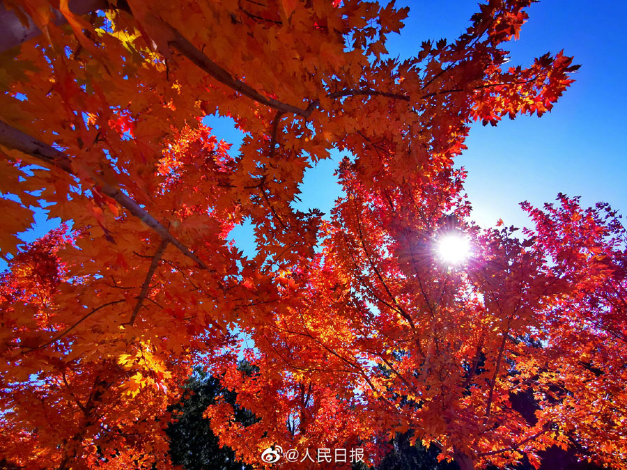 北京西山公園の紅葉が見頃に