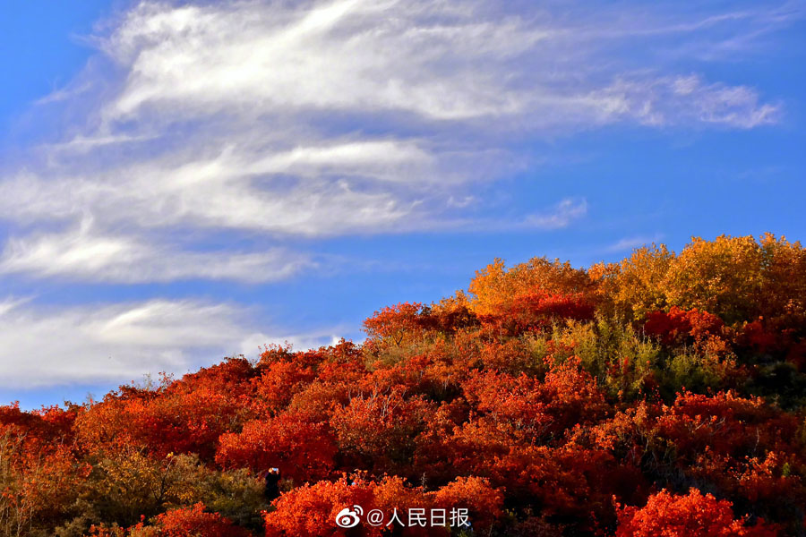 北京西山公園の紅葉が見頃に