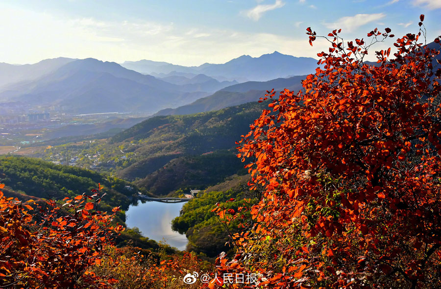 北京西山公園の紅葉が見頃に