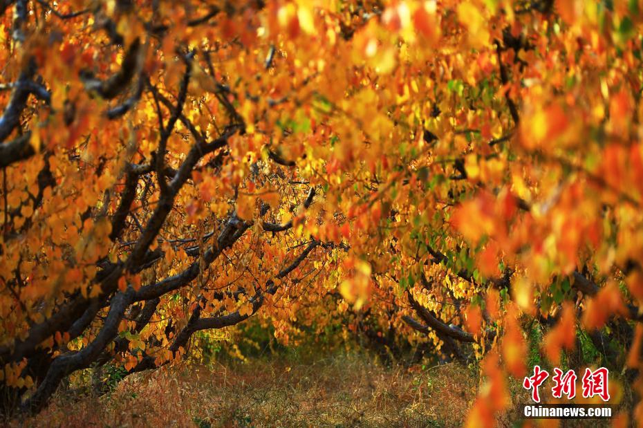 秋の雰囲気漂う広大なアンズ園　新疆