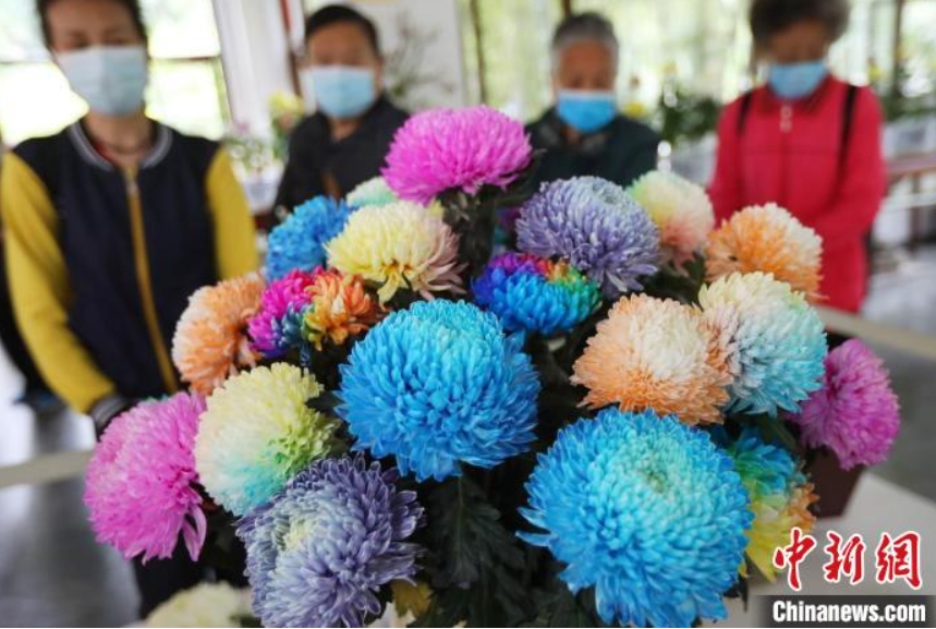 江蘇省南京の秋を彩る満開の菊　注目集めた「七色の菊」
