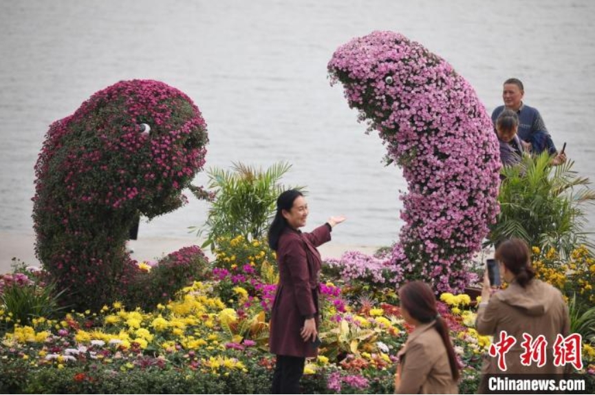 江蘇省南京の秋を彩る満開の菊　注目集めた「七色の菊」