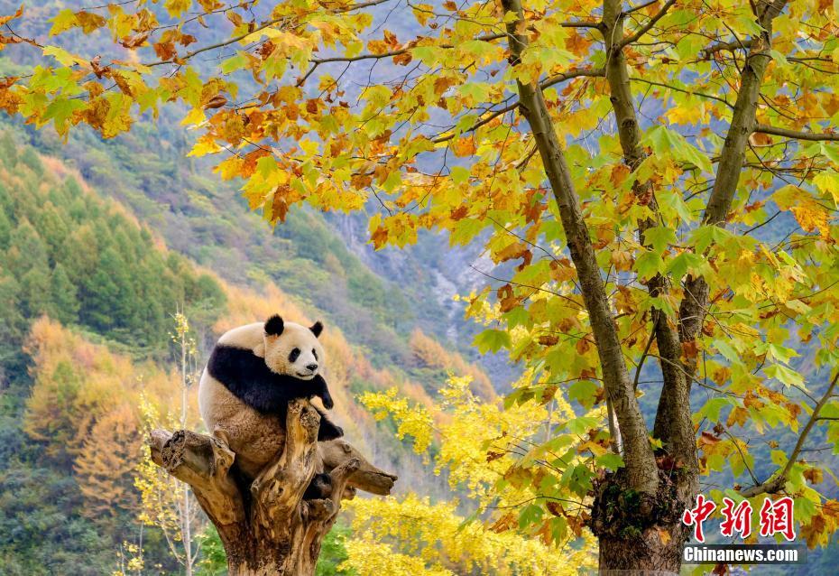 秋の景色を眺める「たそがれパンダ」（撮影・劉国興）。