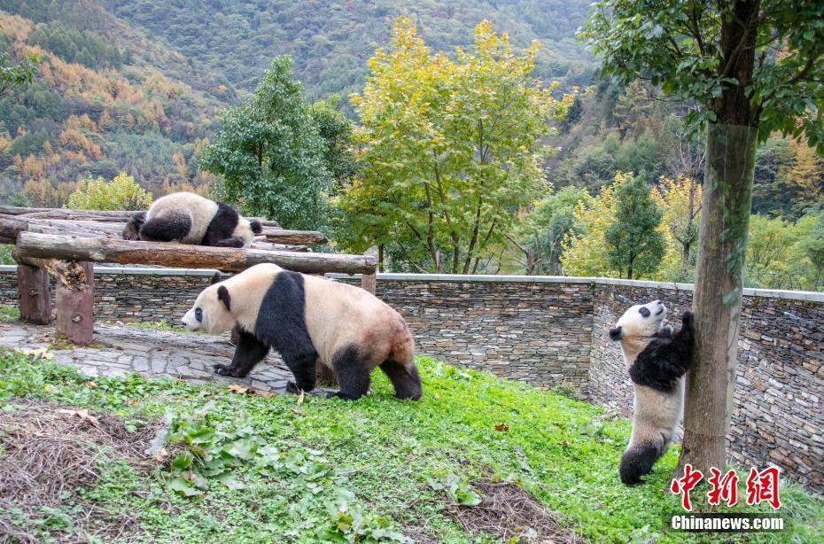 秋の景色を眺める「たそがれパンダ」　四川省