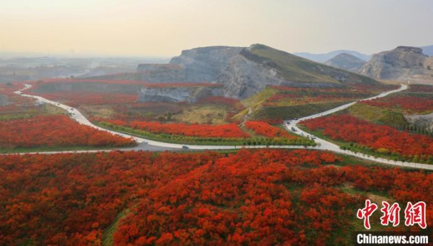 河北省三河市東部鉱山で、真っ赤に色づいたルスティフィナの葉（撮影・劉循平）。