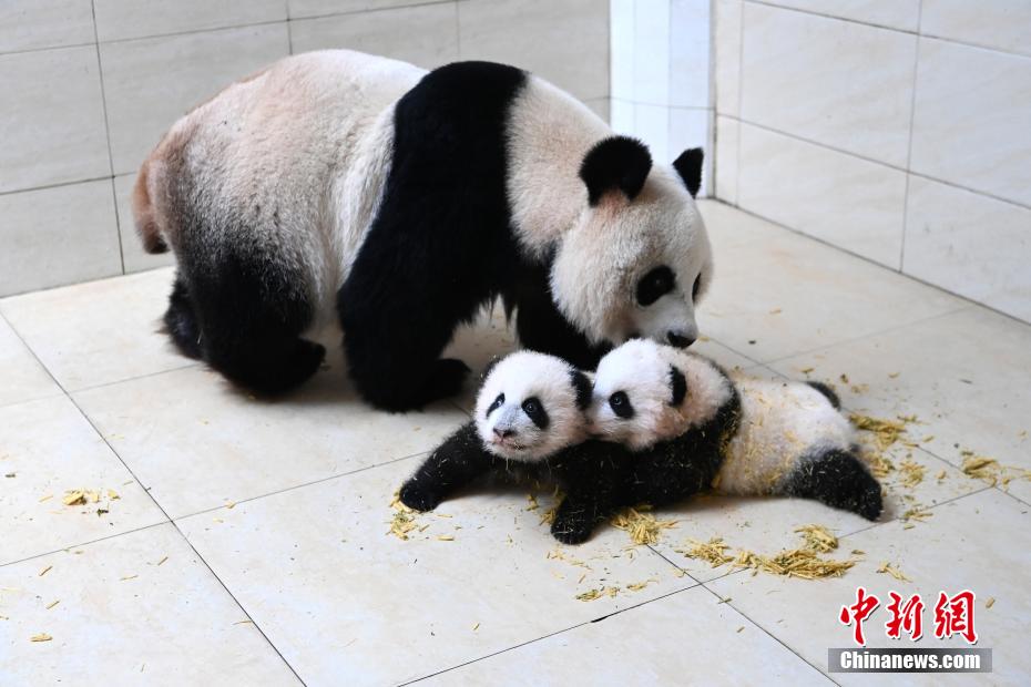赤ちゃんをかいがいしく世話するお母さんパンダ