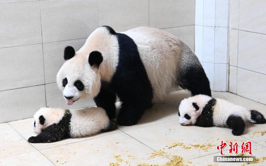 赤ちゃんをかいがいしく世話するお母さんパンダ