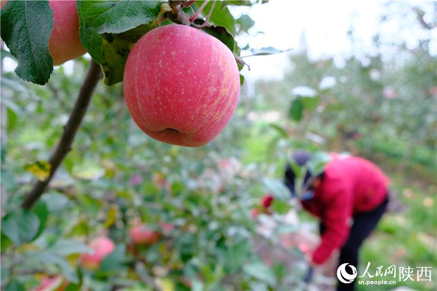 真っ赤なリンゴがたわわに実る陝西省淳化の収穫の秋