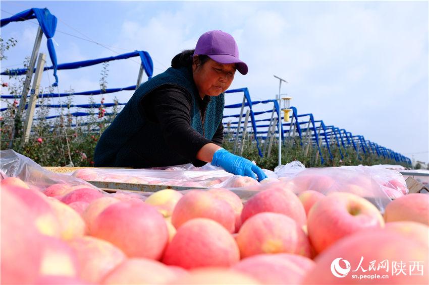 真っ赤なリンゴがたわわに実る陝西省淳化の収穫の秋