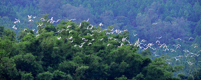 南寧市良慶区小満坡の森の上空を飛ぶサギの群れ（撮影・莫祖勇）。