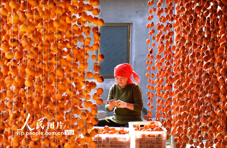 農民に増収もたらす干し柿作りが繁忙期に　山東省沂源県