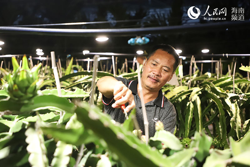 夜になると星団のように輝く海南省三亜市のドラゴンフルーツ栽培拠点