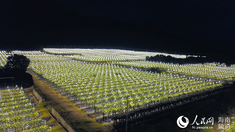 夜になると星団のように輝く海南省三亜市のドラゴンフルーツ栽培拠点