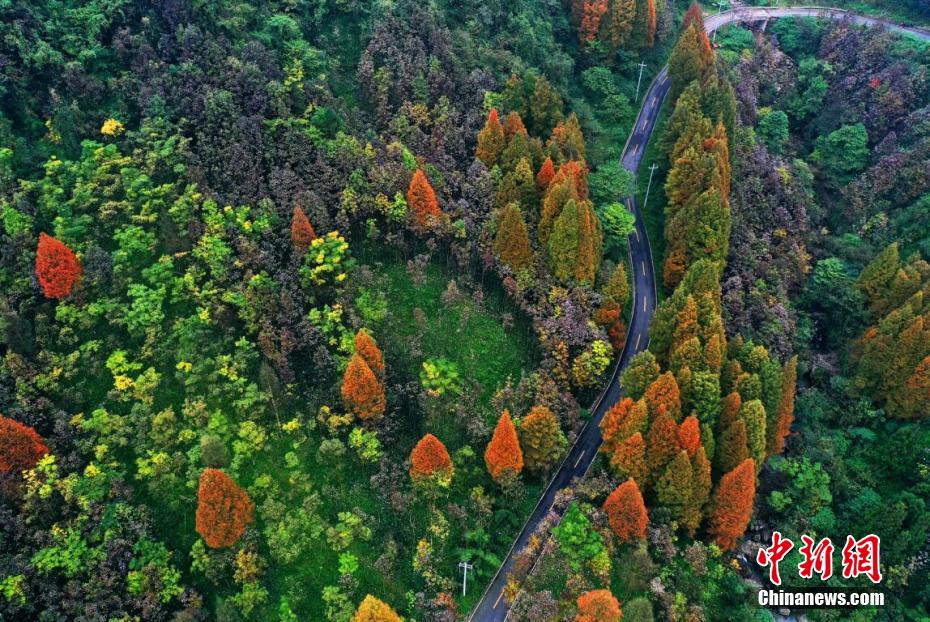 趙公山に広がるカラフルな林　四川省都江堰