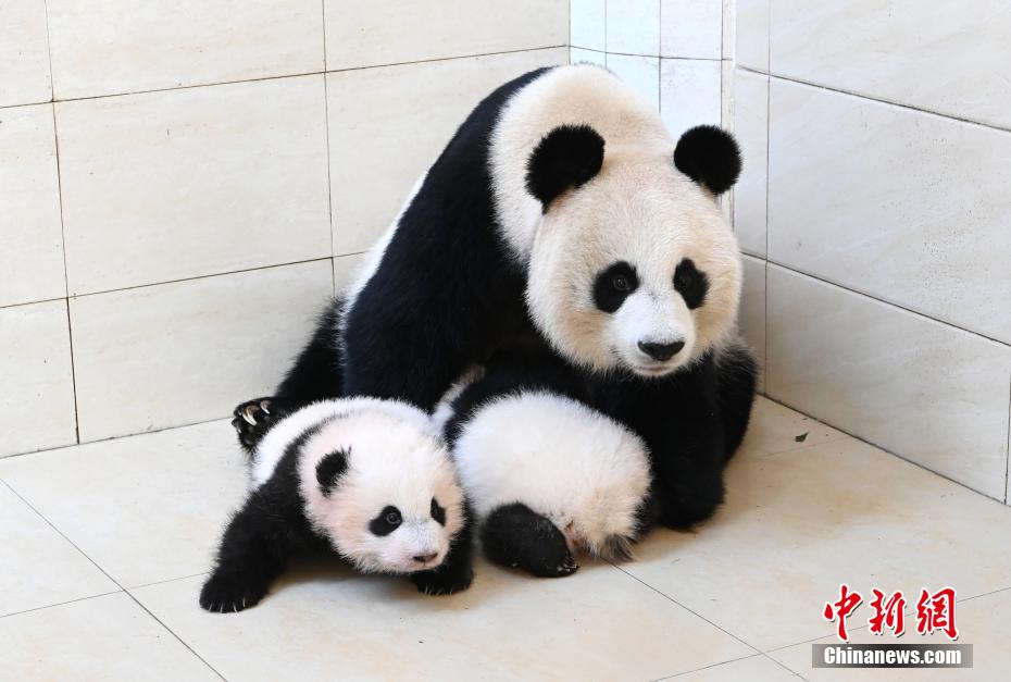 中国帰国パンダ「宝宝」の双子の赤ちゃんが生後100日目に