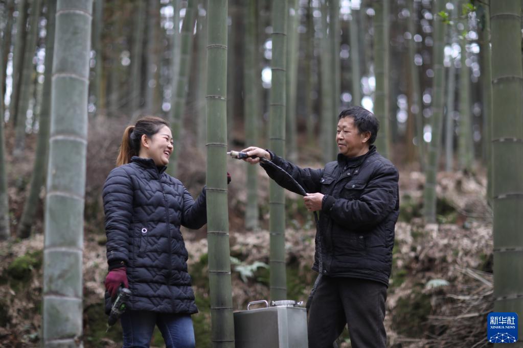 貴州省赤水市宝源郷回竜村で、竹の中に酒を注入する方法を村民に指導する楊貴妃さん（11月16日撮影・楊洋）。