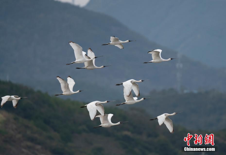 絶滅危惧種に指定されているクロツラヘラサギが飛来　浙江省象山