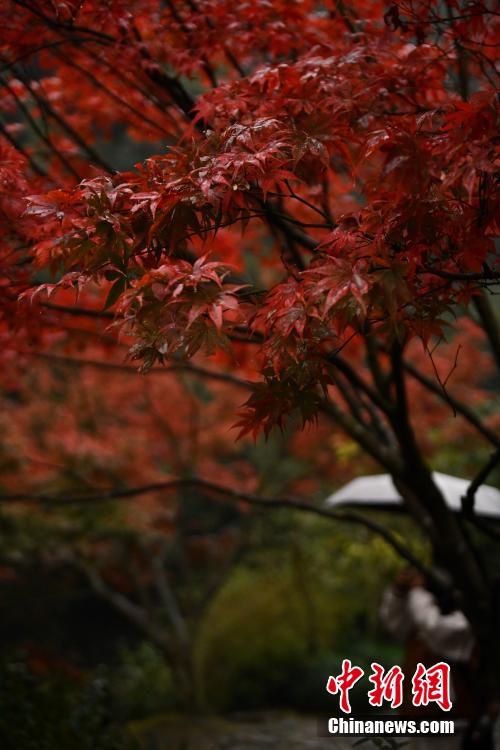 紅葉に魅了され写真撮影を楽しむ観光客　浙江省杭州