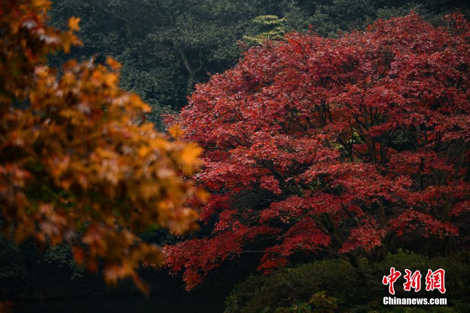 紅葉に魅了され写真撮影を楽しむ観光客　浙江省杭州