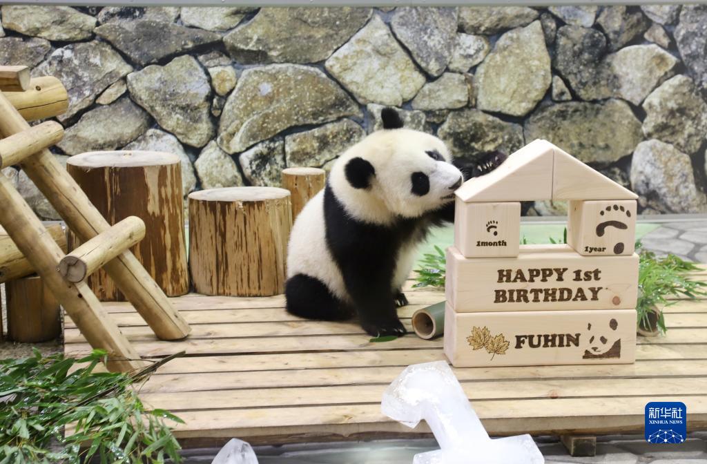 1歳の誕生日を迎えた赤ちゃんパンダの「楓浜」　日本和歌山県