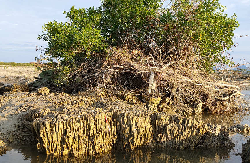 海南省で初めて陸上で発見されたサンゴ礁の遺跡　約2000年前のものか